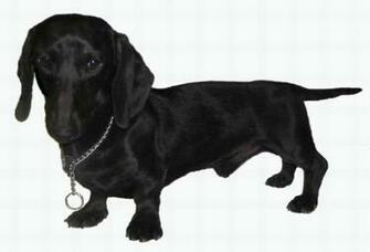All Black Dachshund Puppy Movdata