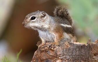 Wallpaper Nature Tail Rodent Deer Gopher Image For Desktop