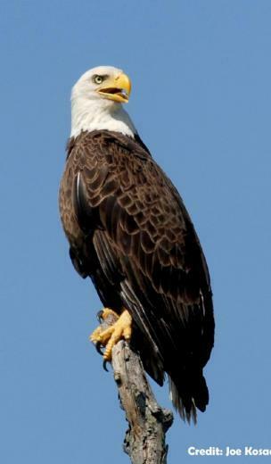 Eagle Bald Eaglelooking High Resolution HD Wallpaper General