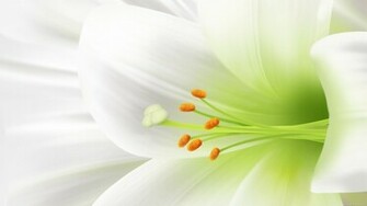 Wallpaper Full Size HD 1080p Widescreen