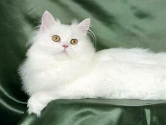 Cute Cats HD Wallpaper Pictures Image Background Photos