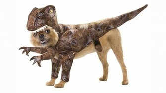 Funny Dog Wallpaper1 Dogs Wallpaper