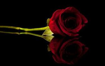 Red Flower Black Background