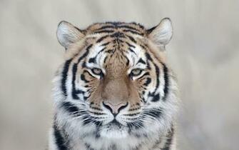 Tiger Eyes Wallpaper Good Galleries