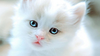 Wallpaper Cats And Kittens