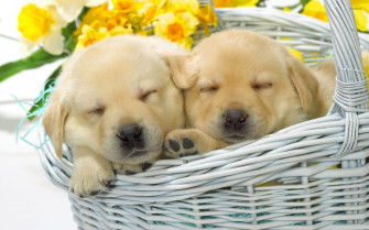 Cute Puppies Sleeping In A Straw Basket Wallpaper
