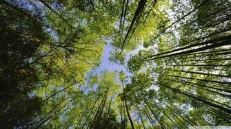 Tall Trees Forest Wallpaper