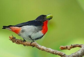 Birds Wallpaper Mistletoe Bird