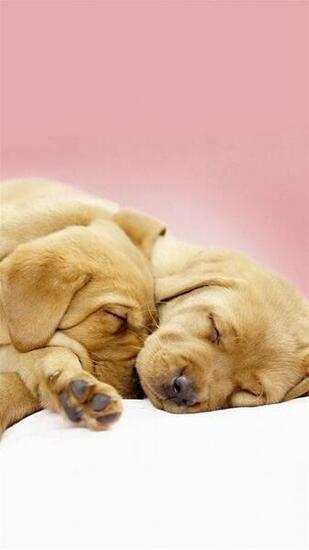 Samsung Galaxy Note Wallpaper Sleeping Dogs Android
