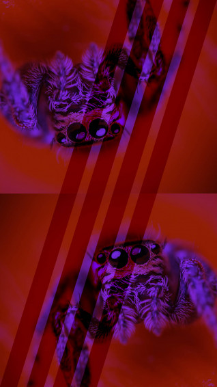 Ugly Tarantula X2r1vxg4qsx7qukh Wallpaper