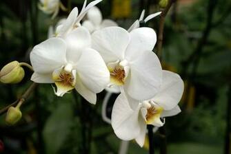 White Orchid Wallpaper