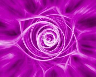 Violet Rose Wallpaper