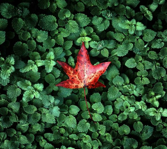 The Sony Xperia Z3 Wallpaper Here Now