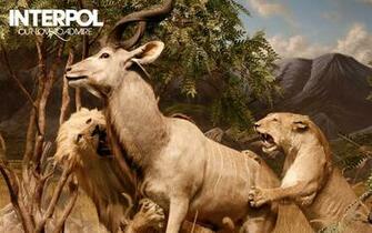 Interpol Wallpaper And Background Image Id