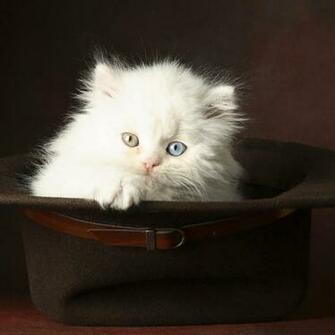 HD Cat iPad Wallpaper