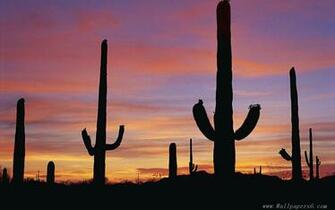 Desert Opuntia Landscape Wallpaper