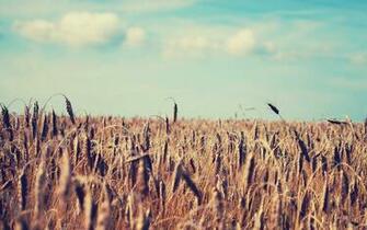 High Resolution Desktop Wallpaper Of Wheat Corn Field