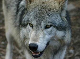 Wolf After Running Desktop Wallpaper Pictures