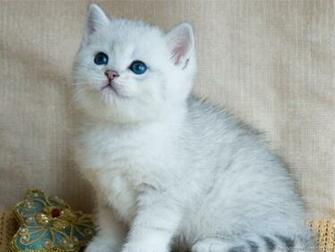 Cat Wallpaper Kitten Jpg