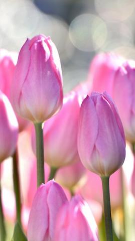 Tulip Phone Wallpaper