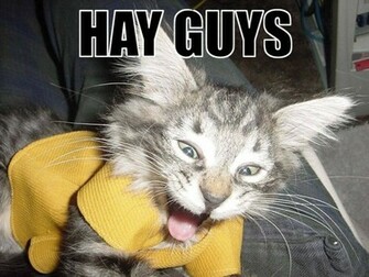Lolcats Wallpaper