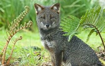Wallpaper Gray Fox Grass Sit Ultra HD