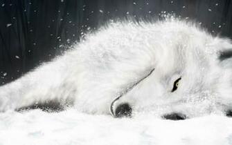 Wolf Wallpaper Best