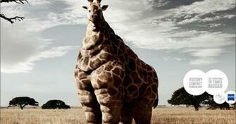 Animals Are Funny