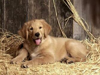 Dog Wallpaper Desktop
