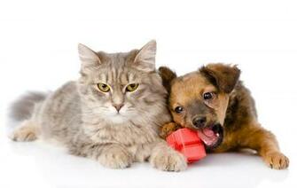 Cat Amp Dog Wallpaper Pictures Image