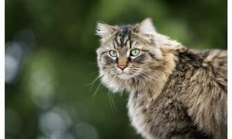 Beautiful Green Eyes Cat Wallpaper