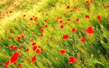 Grass Flowers HD Wallpaper