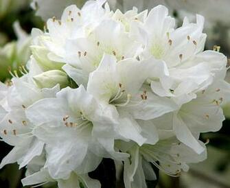White Flowers Wallpaper