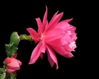 Wallpaper Cactus Flowering Profile Background HD
