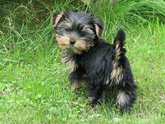 Yorkshire Terrier Wallpaper HD