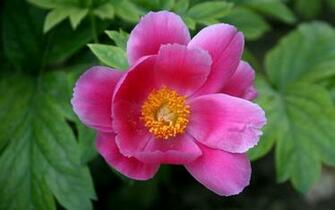 Mayflower God Peony Desktop Wallpaper Flower