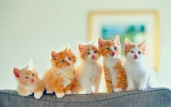 Golden Cute Cats Row Nice Wallpaper HD Rocks
