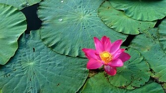 Lotus Flowers Wallpaper HD Topwallpaper