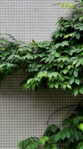 Lilith On Color Plant Background Nature Plants