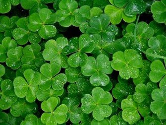 Wallpaper Shamrock HD Background