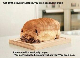 It S HD Animals Funny Wallpaper Stuff For Kids