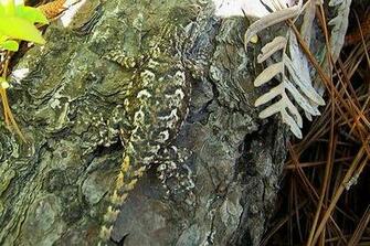 Best Animal Camouflage Picture