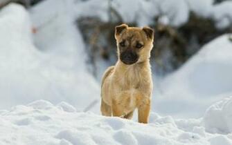 Dogs Pets Documentary Wallpaper
