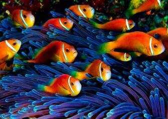 Displaying Image For School Of Tropical Fish Wallpaper