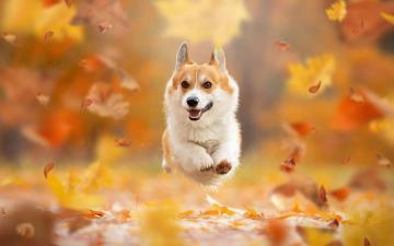 Corgi Wallpaper HD Net