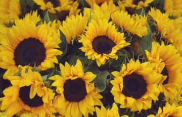 Yellow Vintage Sunflower Floral Wallpaper Mural Hovia
