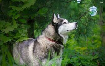 Husky Computer Achtergronden Desktop Id