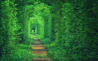 Green Tree Wallpaper