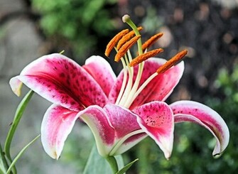 Stargazer Lily Care Vase Typesofflower