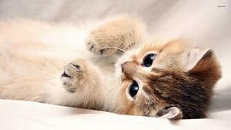 Baby Kittens Wallpaper